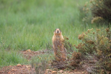 Utah Prairie Dog - Bryce Canyon National Park