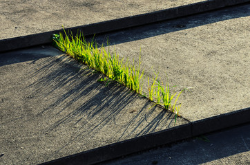 Frisches grünes Gras wächst durch engen Spalt in Stiegen aus Beton
