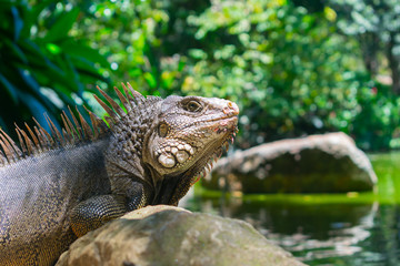 Iguana natural