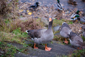 Graugans am Flussufer