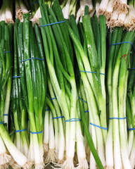 Fototapeta premium green onion garden fresh vegetable