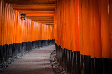 Fototapeta premium Tori walk