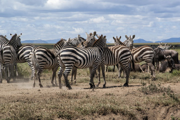 Naklejka na ściany i meble Zebra and wildebeest during the migraition season in the Serengeti National Park in Tanzania