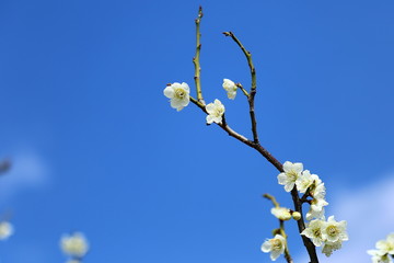 梅