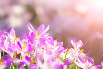 Fototapeta na wymiar Wiese mit zarten Blumen im Frühling