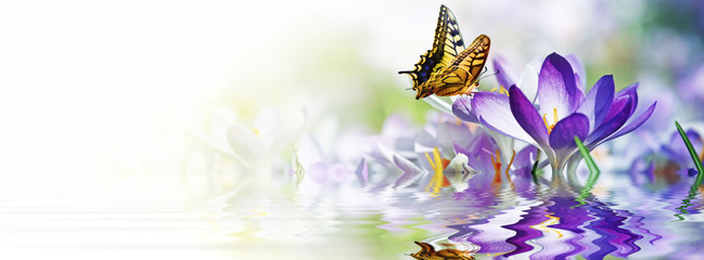 Wiese mit zarten Blumen im Frühling