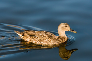 Lake Female Mallard