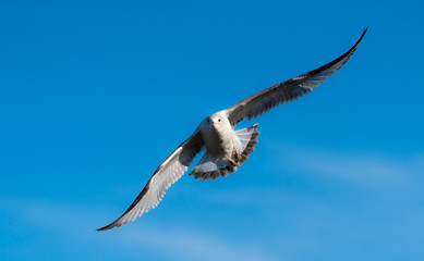Flying Gull