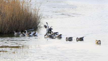 Many geese swim in the water © 杜 海珍