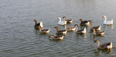 Fototapeta premium Many geese swim in the water