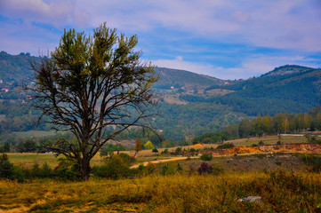 The unordinary tree on the fireld