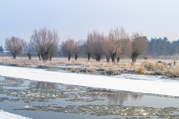 Wierzby nad brz3giem rzeki. Rzeka Bzura zimą