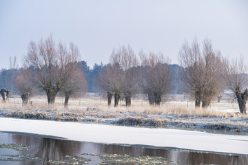 Wierzby nad brz3giem rzeki. Rzeka Bzura zimą