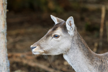 Portrait of fallow deer (Dama dama)