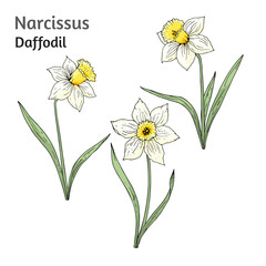 Daffodil flowers vector illustration isolated on white