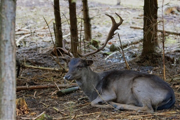 Single male Fallow Deer (Dama Dama)
