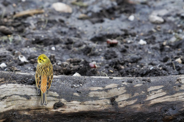 Yellowhammer (Emberiza citrinella).Bird sitting.