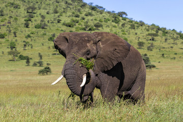 Naklejka na ściany i meble Big elephant bull eating in teh high grass of the Serengeti National park in Tanzania