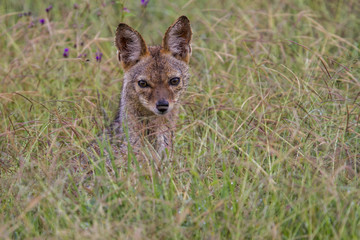 Young black-backed jackal in the high grass of the Ngorongoro Crater National Park in Tanzania
