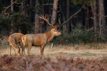 Naklejka na ściany i meble red deer couple in the rutting season in National Park Hoge Veluwe in the Netherlands