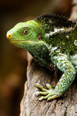 Portrait of Fijian crested iguana (Brachylophus vitiensis) on Viti Levu Island, Fiji