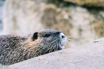 Curious coypu looking for something to eat