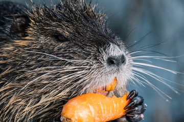Portrait of wild coypu eating a carrot