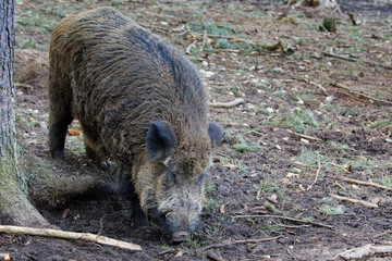 Wild Boar (Sus Scrofa) in the forest