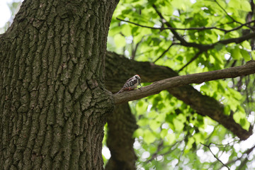 Obraz premium Woodpecker eats in the summer forest