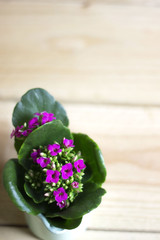 Flowers calanchoe on a wooden background. Free space for text.