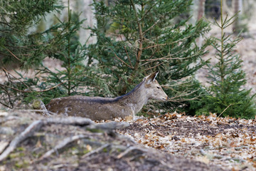Sika deer, (Cervus nippon), female, forest