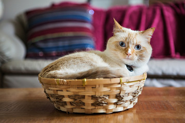 Fototapeta na wymiar Cute white cat with brilliant blue eyes curled in basket