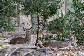 Sika deer, (Cervus nippon), female, forest