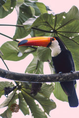 toucan on a branch