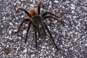 spider on web