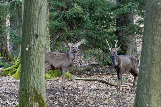 A stunning Manchurian Sika Deer (Cervus nippon mantchuricus or Cervus nippon dybowskii)