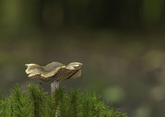 Mushrooms