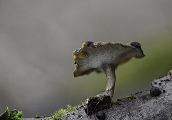 Fototapeta premium Mushrooms