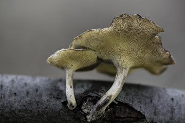 Mushrooms