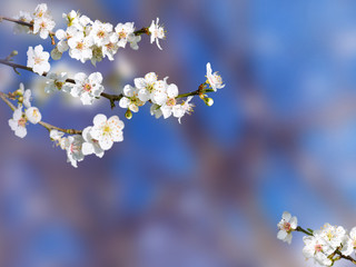 Plum tree white spring flowers