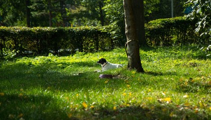 The dog in the forest
