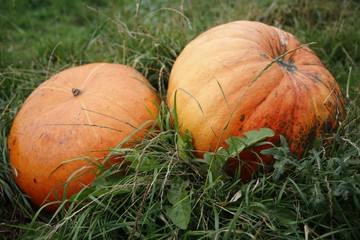 Pumpkin on the field