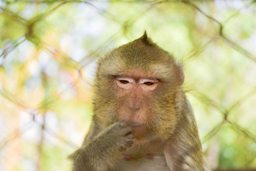 Asian monkeys are trapped in a cage.The sighting caused poor results.