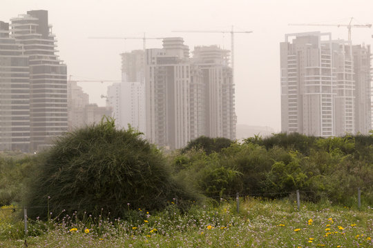 Spring bloomimg field and new skyscraper Buildings In Sandstorm (Hamsin)