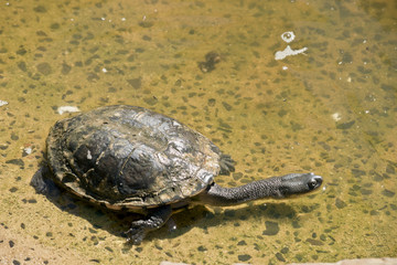 long necked turtles