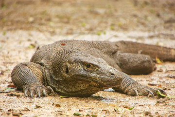 Komodo dragon lying on the ground on Rinca Island in Komodo National Park, Nusa Tenggara, Indonesia