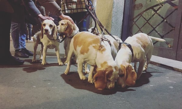 cuccioli di beagle fanno la passeggiata