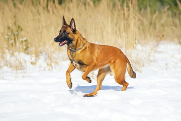 Active Belgian Shepherd dog Malinois running outdoors on a snow in sunny winter day