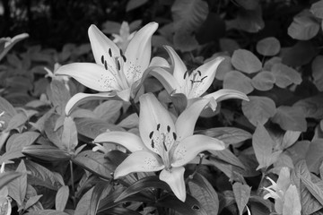 STARGAZER LILIES IN BLACK AND WHITE