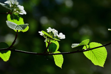 光を浴びて輝く満開のノリウツギ